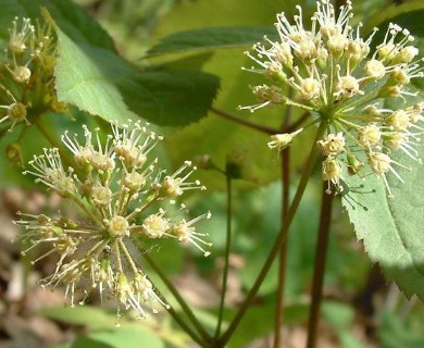 Aralia nudicaulis