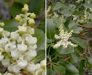 Arbutus menziesii