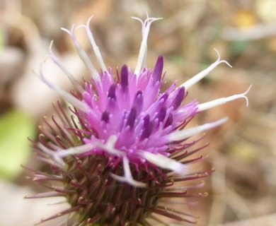 Arctium minus