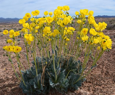 Arctomecon californica