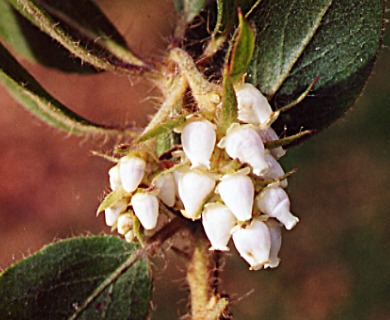 Arctostaphylos columbiana