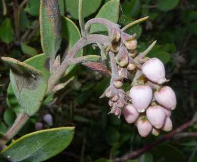 Arctostaphylos glandulosa