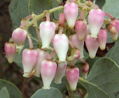 Arctostaphylos glauca