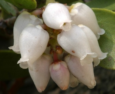 Arctostaphylos nevadensis