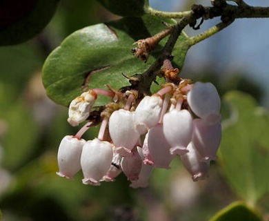 Arctostaphylos patula