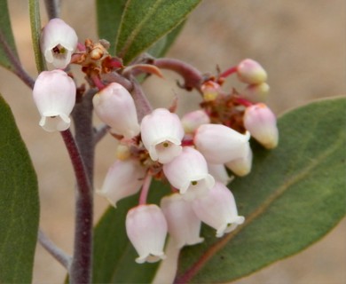 Arctostaphylos pungens