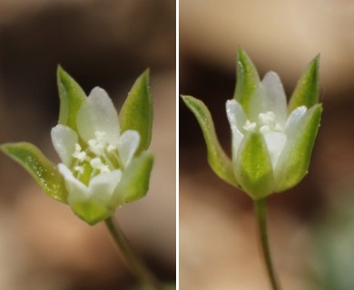 Arenaria benthamii