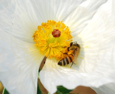 Argemone albiflora