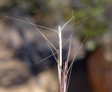 Aristida purpurea