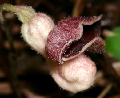 Aristolochia serpentaria