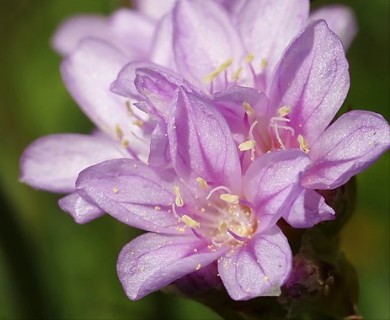 Armeria maritima