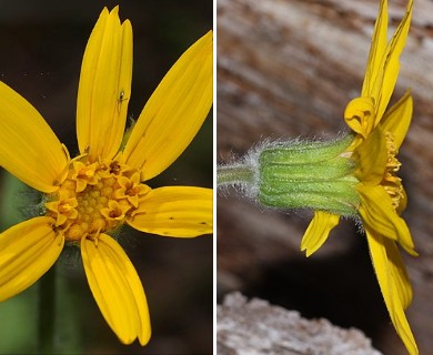 Arnica cordifolia