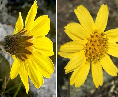 Arnica griscomii