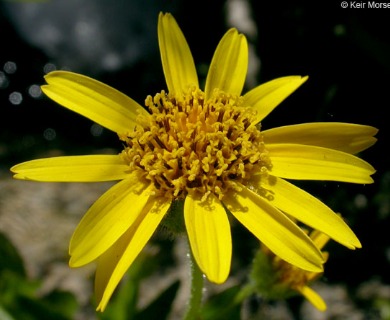 Arnica lanceolata