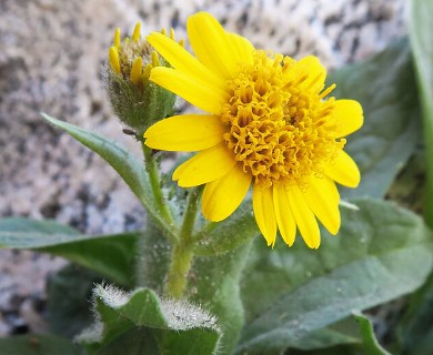 Arnica mollis