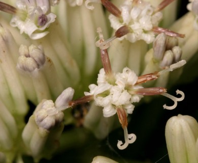 Arnoglossum atriplicifolium