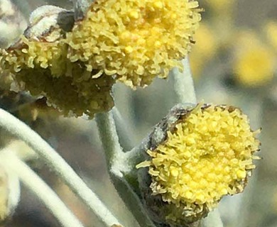 Artemisia alaskana