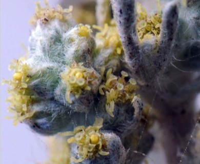 Artemisia californica