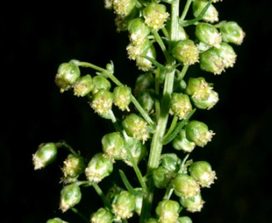 Artemisia campestris