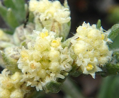 Artemisia glomerata