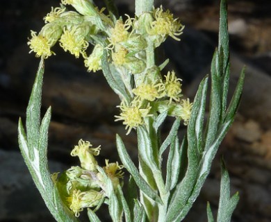 Artemisia ludoviciana