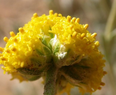 Artemisia nuttallii