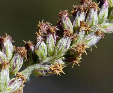 Artemisia vulgaris