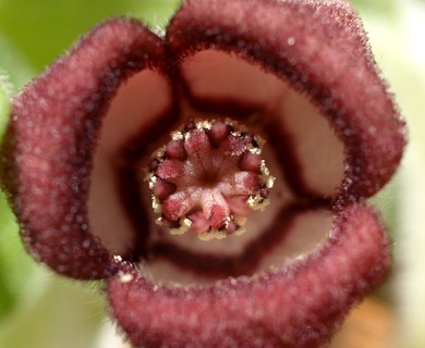 Asarum canadense