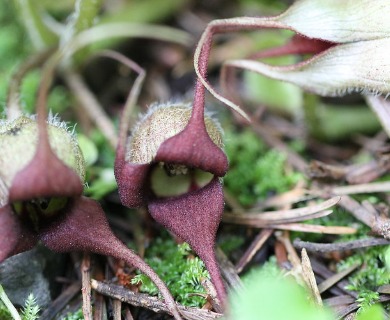 Asarum caudatum