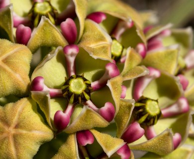 Asclepias asperula