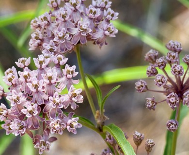 Asclepias fascicularis