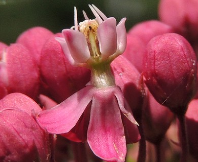 Asclepias incarnata