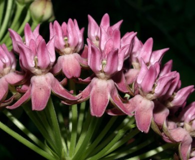 Asclepias purpurascens