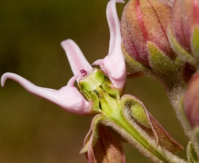 Asclepias speciosa