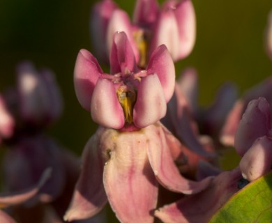 Asclepias sullivantii