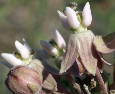 Asclepias syriaca