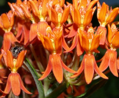 Asclepias tuberosa