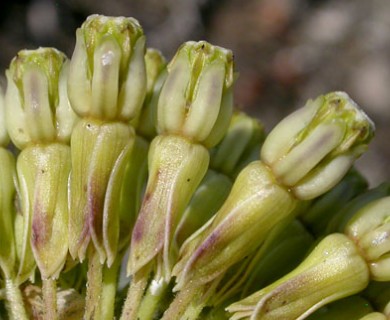 Asclepias viridiflora