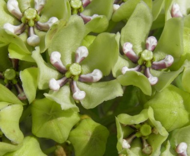 Asclepias viridis