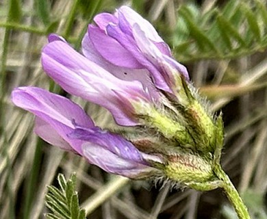 Astragalus agrestis