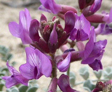 Astragalus camptopus