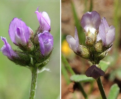 Astragalus gambelianus