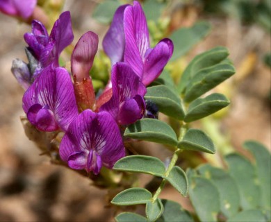 Astragalus lentiginosus