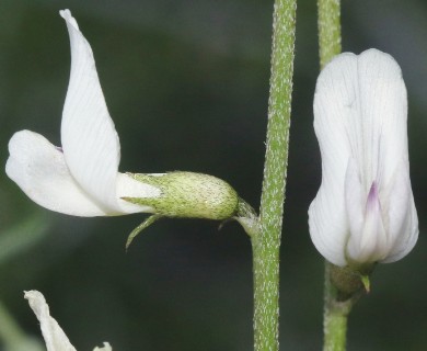 Astragalus remotus