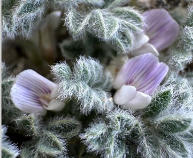 Astragalus tiehmii