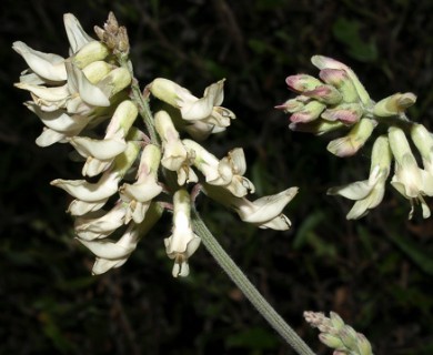 Astragalus trichopodus