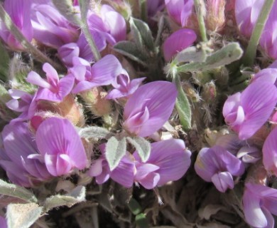 Astragalus tridactylicus