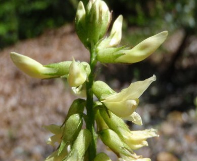 Astragalus umbraticus