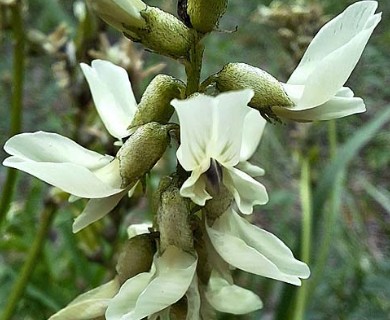 Astragalus williamsii