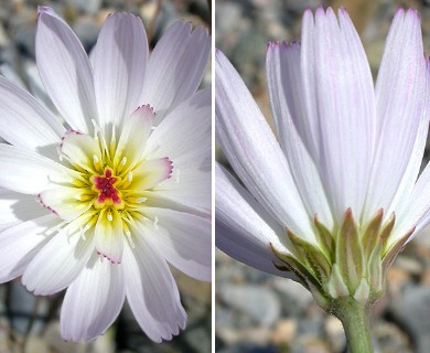 Atrichoseris platyphylla